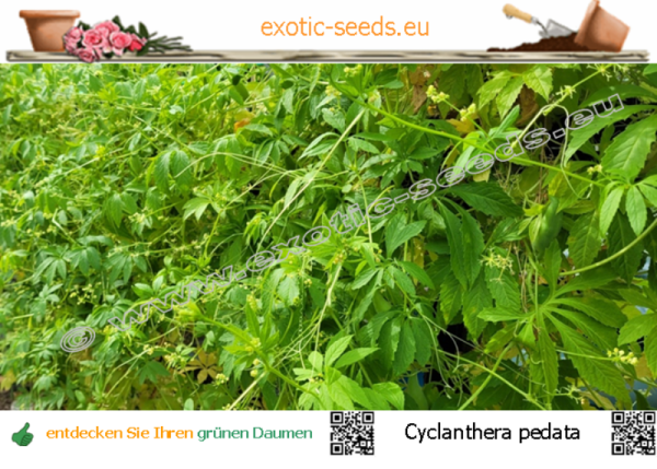 Cyclanthera pedata * Inkagurke * 10-1.000 Samen